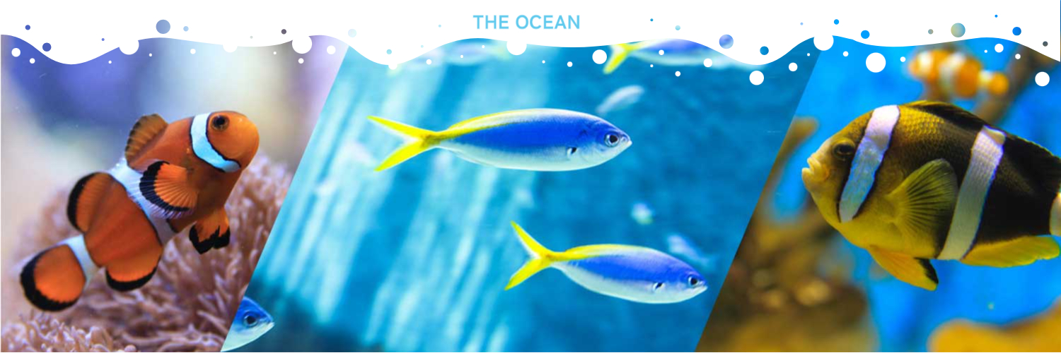 ひとり水族館で心をリセット。静けさに包まれる癒しの時間